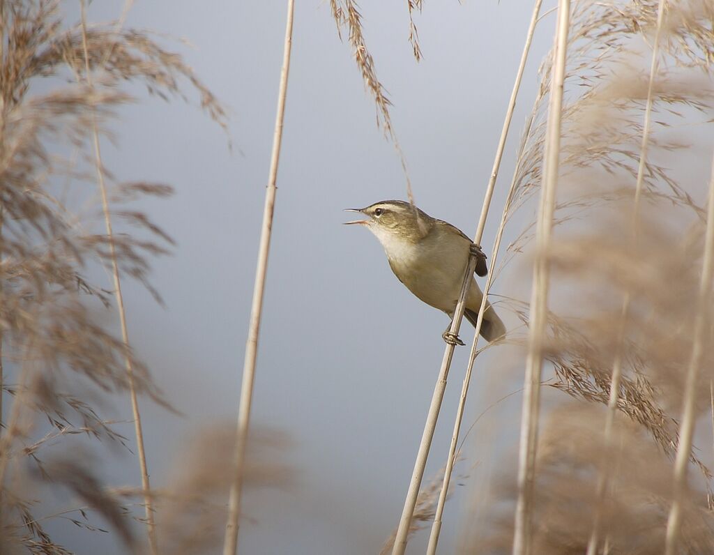 Sedge Warbler, identification