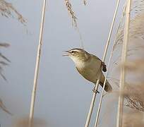 Sedge Warbler