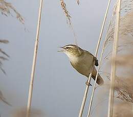 Phragmite des joncs