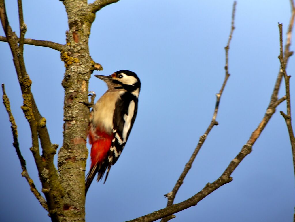 Great Spotted Woodpecker male adult