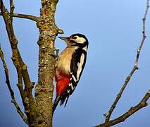 Great Spotted Woodpecker