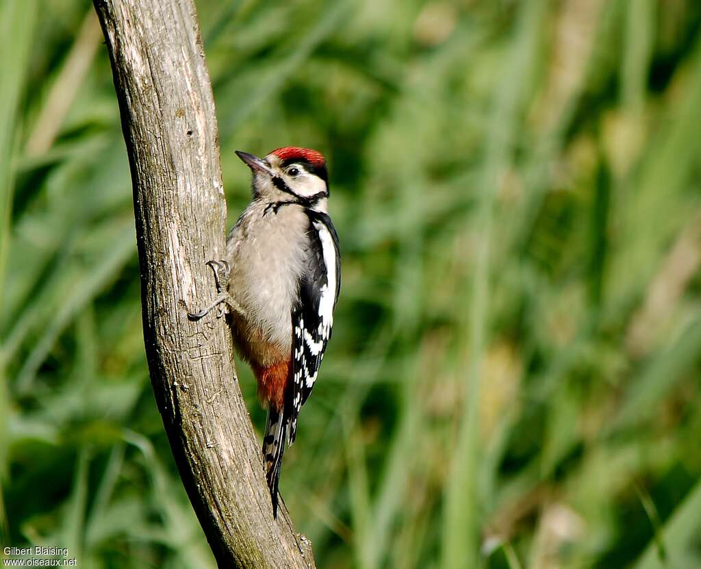 Great Spotted Woodpeckerjuvenile, identification