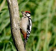 Great Spotted Woodpecker