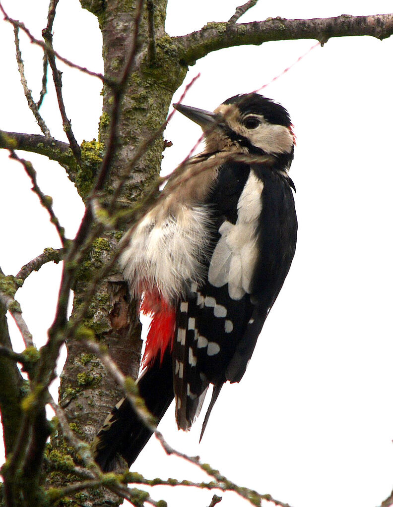 Great Spotted Woodpecker male adult post breeding, identification