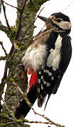 Great Spotted Woodpecker