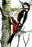 Great Spotted Woodpecker