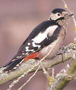 Great Spotted Woodpecker