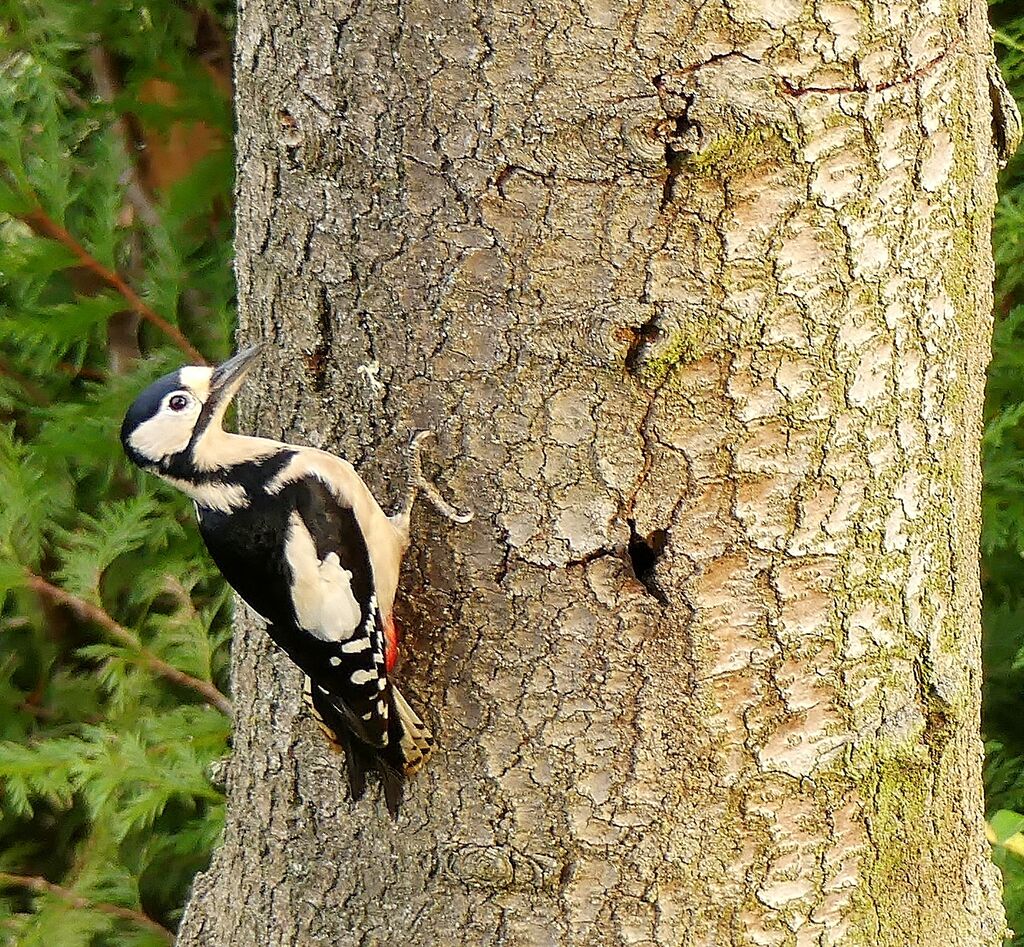 Great Spotted Woodpecker