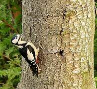 Great Spotted Woodpecker