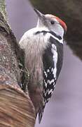 Middle Spotted Woodpecker