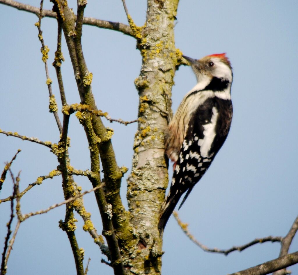 Middle Spotted Woodpeckeradult, identification