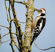 Middle Spotted Woodpecker