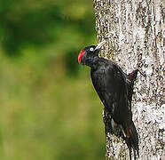 Black Woodpecker