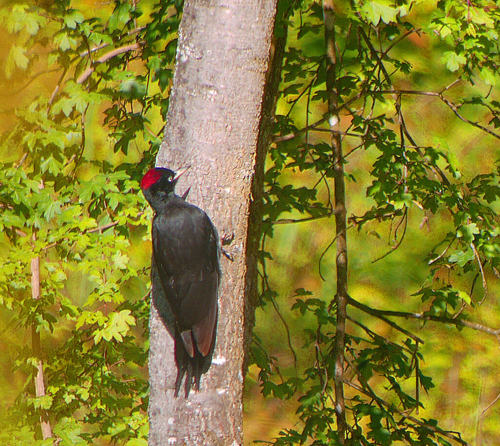 Black Woodpecker female adult breeding