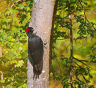 Black Woodpecker