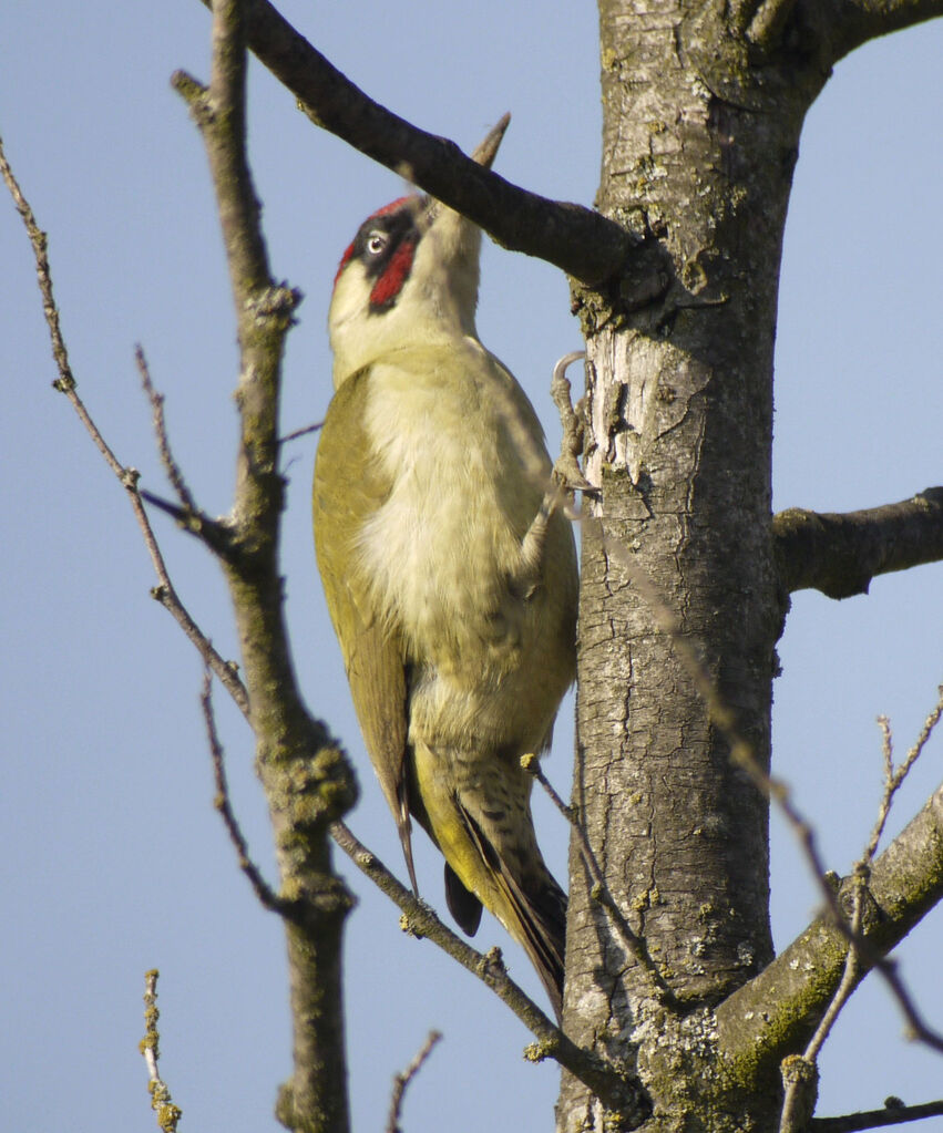 European Green Woodpecker male adult, identification