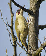 European Green Woodpecker