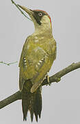 European Green Woodpecker