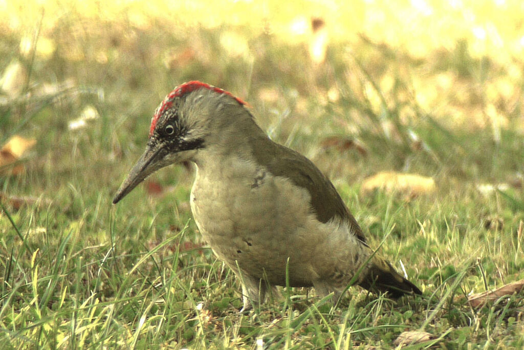 European Green Woodpecker female, identification