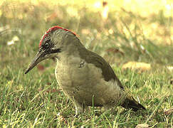 European Green Woodpecker