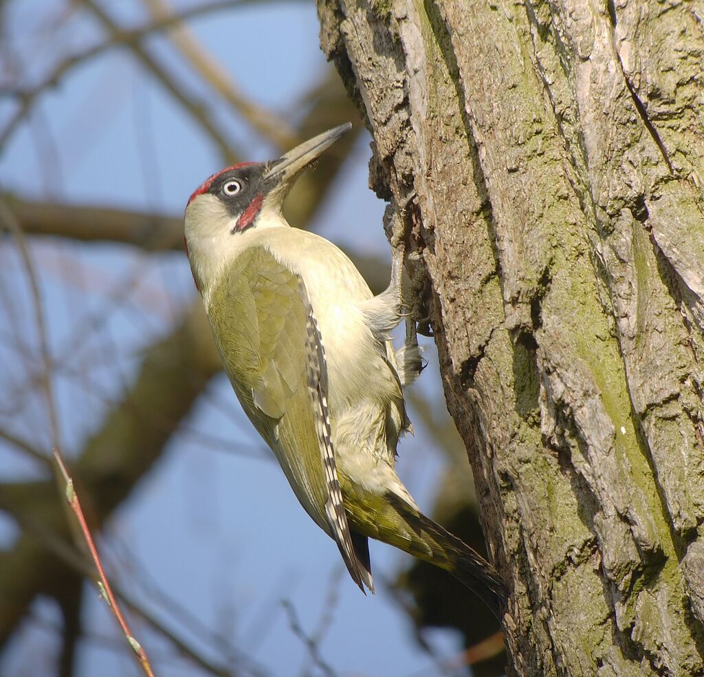 European Green Woodpecker male adult breeding