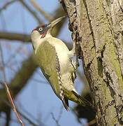 European Green Woodpecker