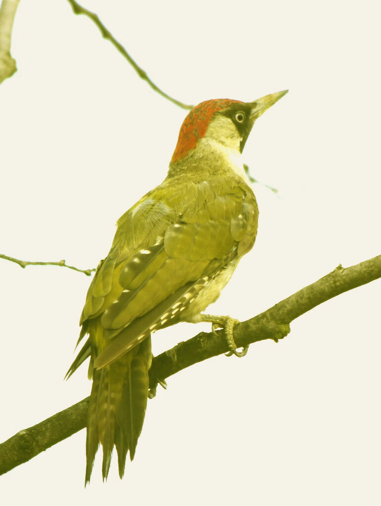 European Green Woodpecker female adult breeding, identification