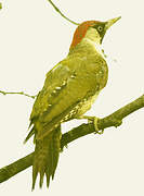 European Green Woodpecker