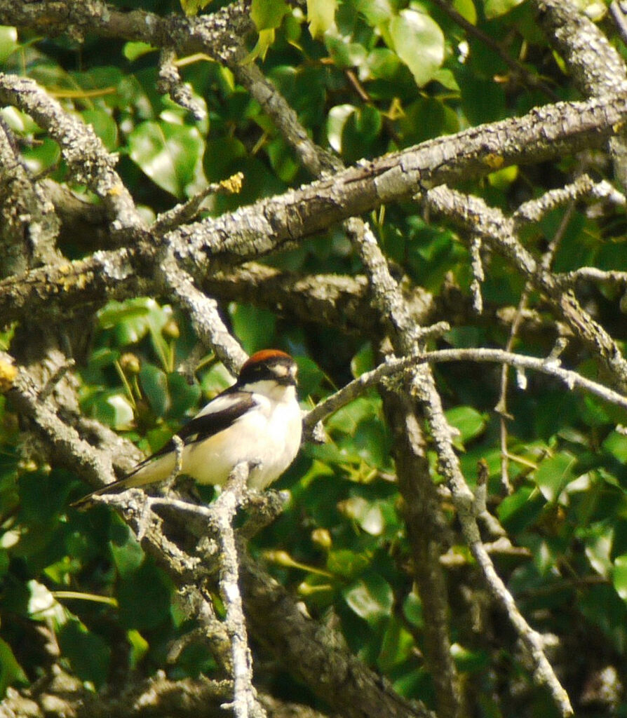 Woodchat Shrike