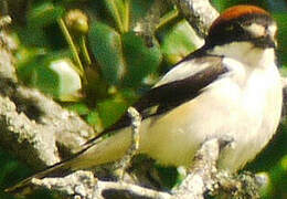 Woodchat Shrike