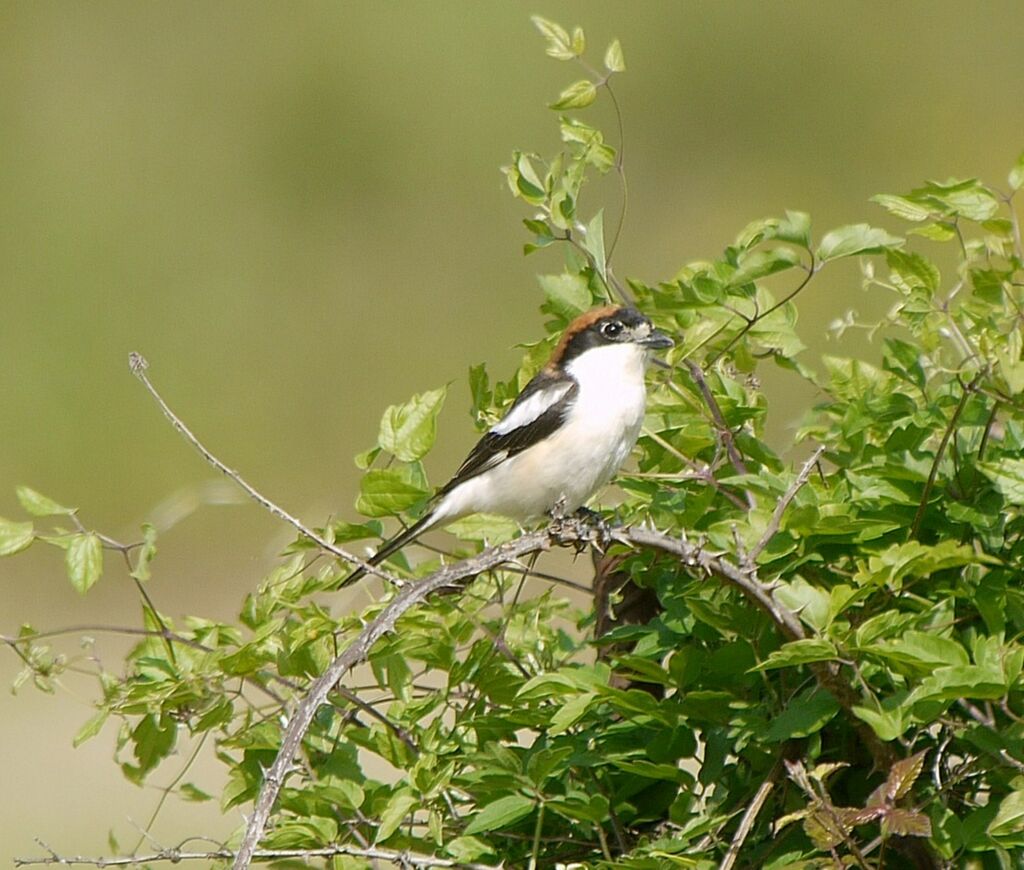 Woodchat Shrike male adult breeding, identification