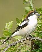 Woodchat Shrike