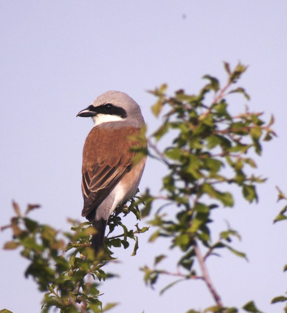 Red-backed Shrike male adult breeding, identification