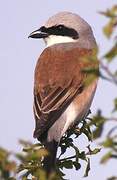 Red-backed Shrike