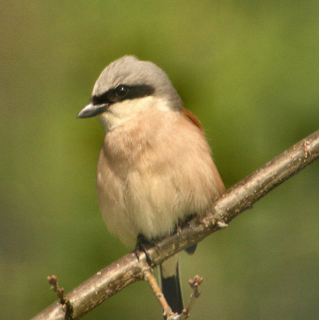 Red-backed Shrike