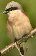 Red-backed Shrike