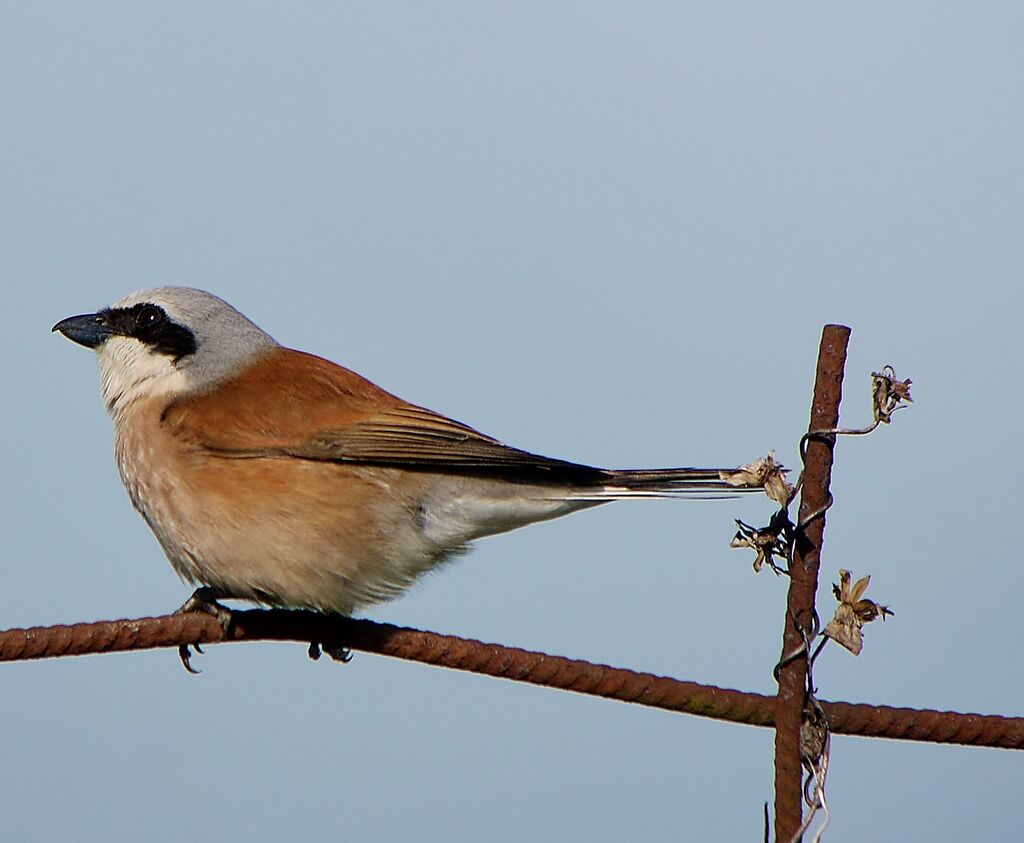 Red-backed Shrike male adult breeding, identification