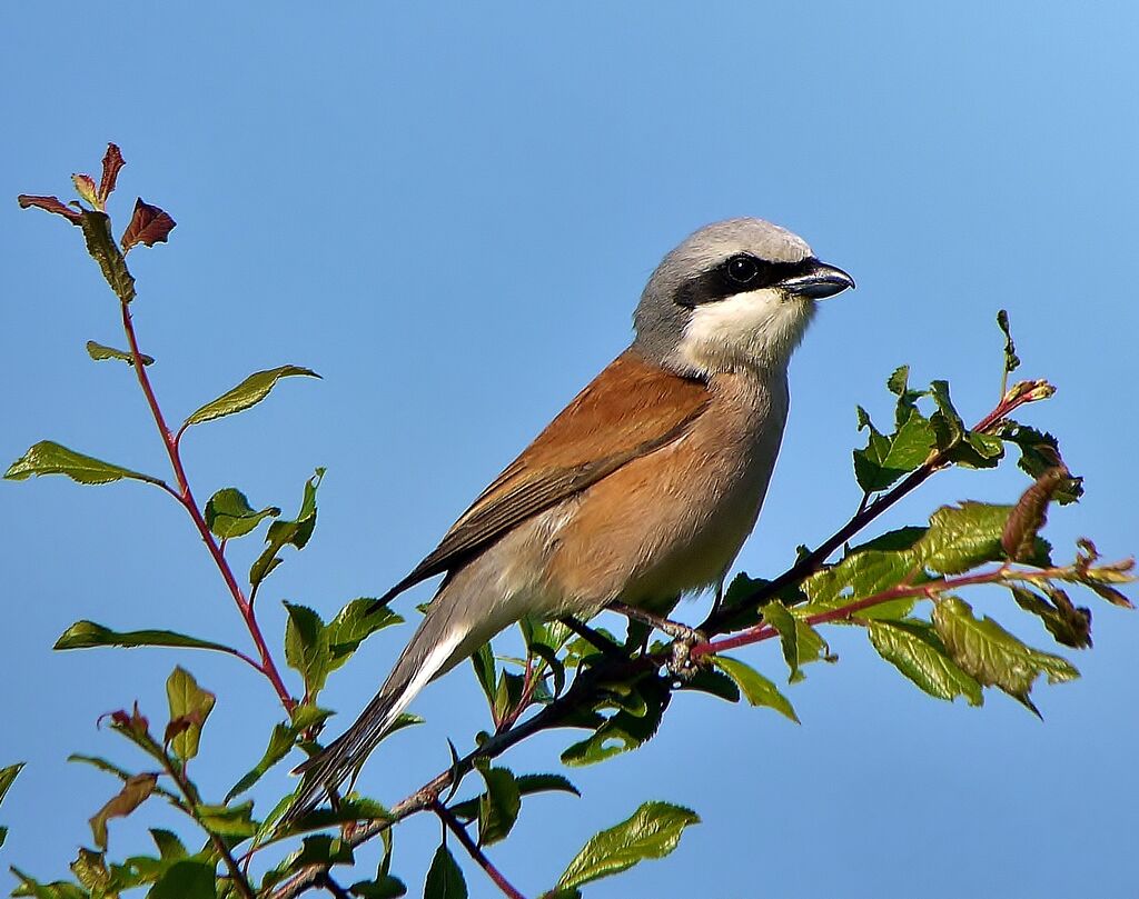 Red-backed Shrike male adult breeding, identification