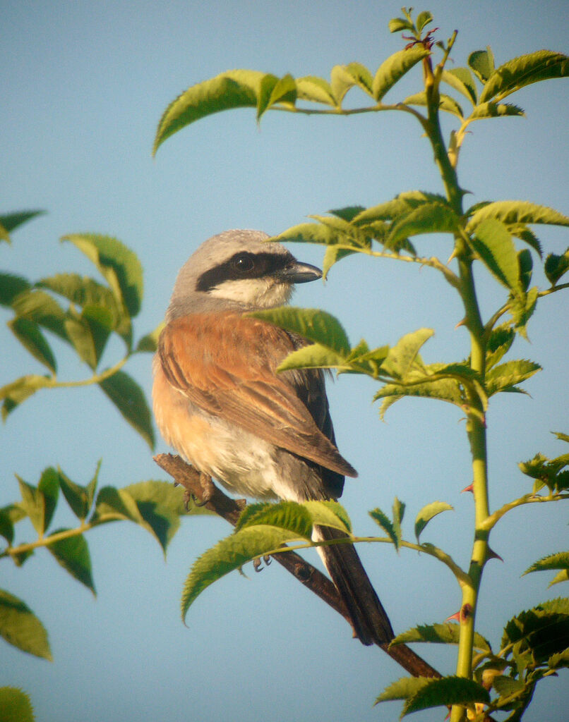 Red-backed Shrike male adult breeding, identification