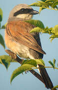 Red-backed Shrike