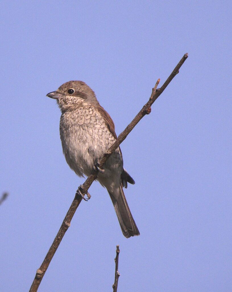 Red-backed Shrike female adult breeding, identification