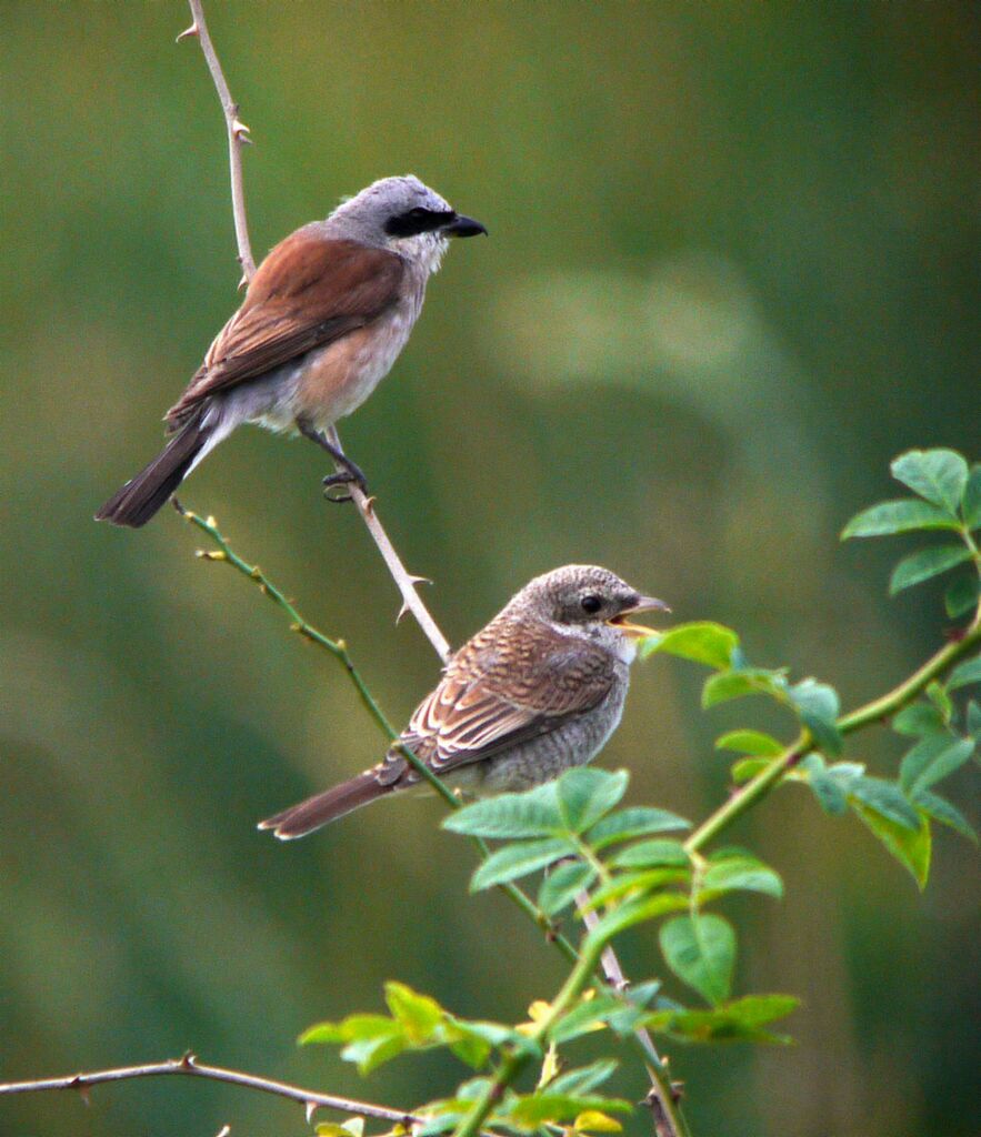 Pie-grièche écorcheur adulte nuptial, identification