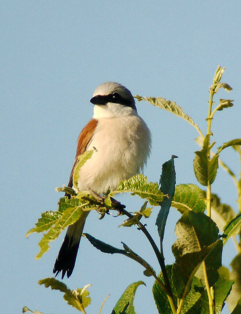 Red-backed Shrike male adult breeding, identification