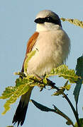 Red-backed Shrike