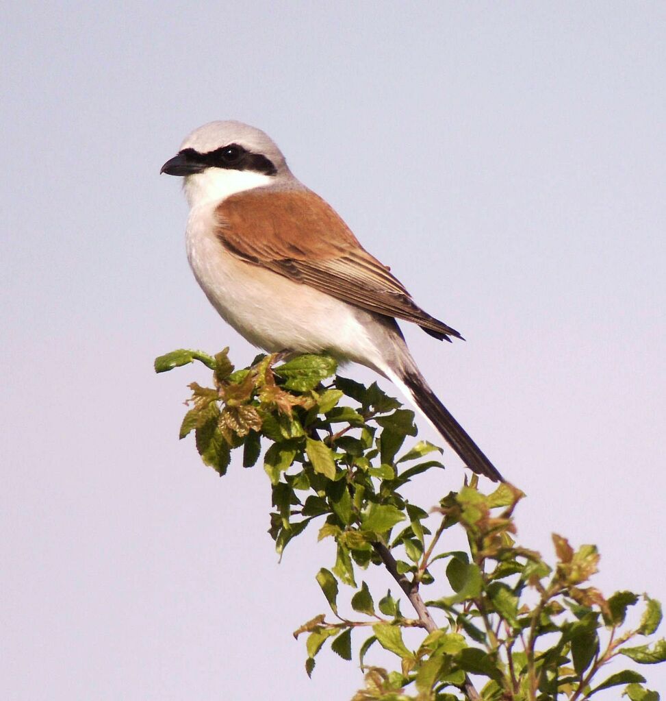 Red-backed Shrike male adult breeding, identification