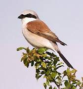 Red-backed Shrike