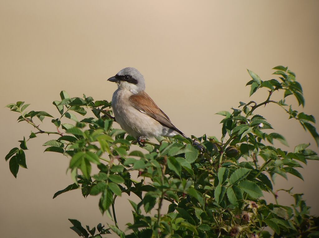 Red-backed Shrike male adult breeding, identification