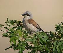 Red-backed Shrike