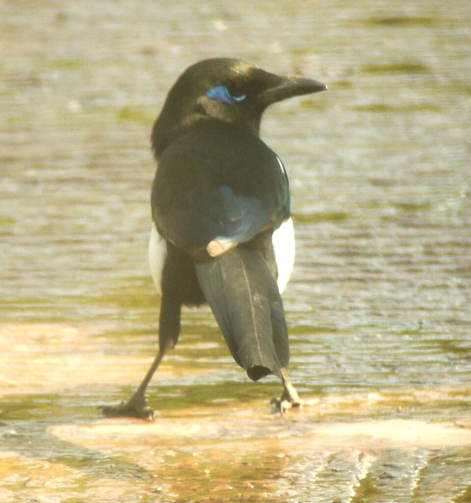 Eurasian Magpie, identification