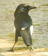 Eurasian Magpie